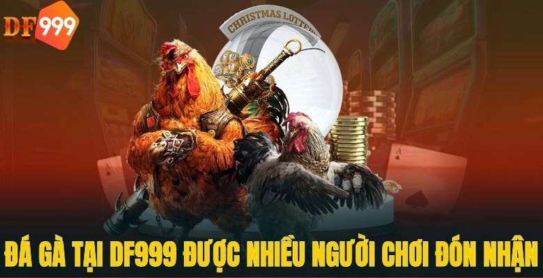 Nên xem đá gà Thomo và cá cược tại DF999